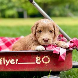 Orange - Apricot male Goldendoodle puppy in Hesperia, Michigan from Red Acres Poodles & Doodles