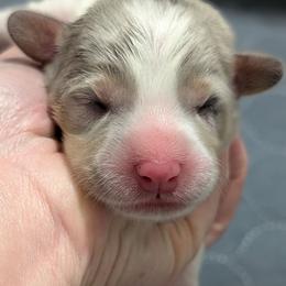 Bluie tri merle boy (dilute merle) - Blue merle and white male American Corgi puppy in Loretto, Kentucky from Duncan's Border Collies and Corgis