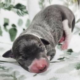 Fleur-De-Li - White and blue female Italian Greyhound puppy in Cadwell, Georgia from All The DoDa Day Italian Greyhounds