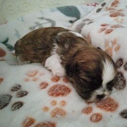 Shichon and Shih Tzu Puppies from Angie’s Teddy Bear Puppies Minnesota