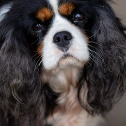 Basset Hounds, Cavalier King Charles Spaniels, and Mastiffs from Southern Oaks Kennel