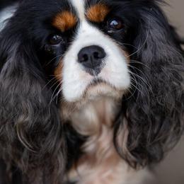 Basset Hounds, Cavalier King Charles Spaniels, and Mastiffs from Southern Oaks Kennel