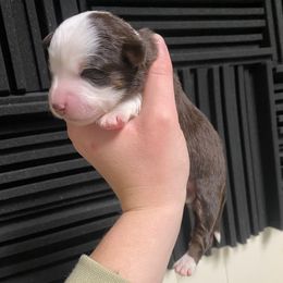 Red tri female long tail - Red tri female Toy Australian Shepherd puppy in Riverton, Utah from Iron Spirit Homestead & Aussies