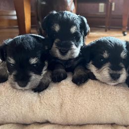 Miniature Schnauzers from Tiffin St. Miniature Schnauzers