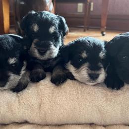 Miniature Schnauzers from Tiffin St. Miniature Schnauzers