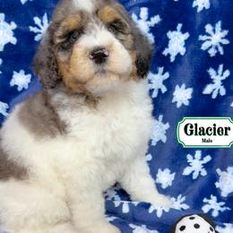 Glacier - In Training - Merle male Bernedoodle puppy in Milan, Indiana from Doodles & Spice