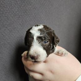 Light Pink - Tootsie - Parti female Poodle puppy in Spanish Fork, Utah from Mountain Vista Pups LLC
