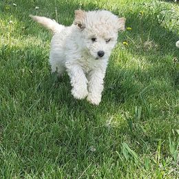 Goldendoodle and Poodle Puppies from Golden B Acres