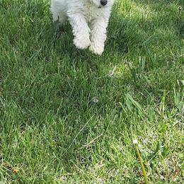 Goldendoodle and Poodle Puppies from Golden B Acres
