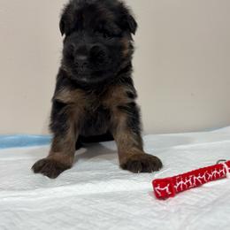 AKC Red Girl - Black and red female German Shepherd puppy in Bakersfield, California from Aguirre Farm
