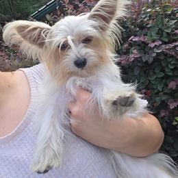 Peaches - Yorkshire Terrier