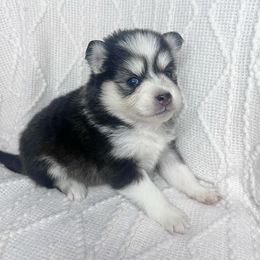 Ariel - Black female Pomsky puppy in Henderson, Kentucky from Paris Pomskies