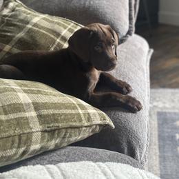 Labrador Retriever Puppies from Breanna Rieland LaBounty