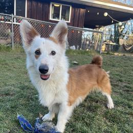 Kash - Pembroke Welsh Corgi