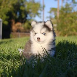 Miles - Black and white male Pomsky puppy in Loxahatchee, Florida from Cardinal Point Pomskies