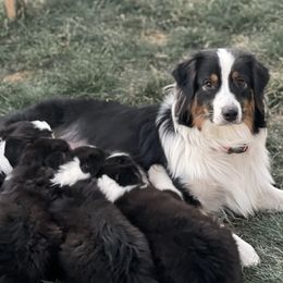 Australian Shepherds from Cheyenne Mountain Aussies