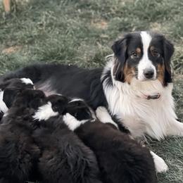 Australian Shepherds from Cheyenne Mountain Aussies