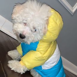 Maltipoos, Poodles, Shih Tzus, Yorkipoos, and Yorkshire Terriers from Bougie Paws LLC