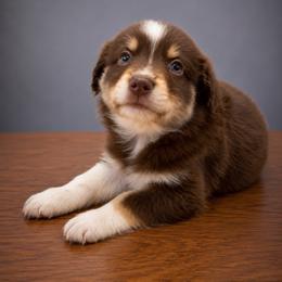 Calcifer - Red tri male Miniature Australian Shepherd puppy in Macomb, Missouri from Show Me MO Aussies