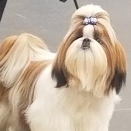 Maverick - Shih Tzu