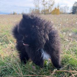 Boomer - Black male Pomeranian puppy in Scio, Oregon from Mac Daddy Poms