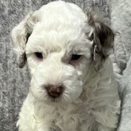 Bernedoodles from Bella‘s Mini Bernadoodles