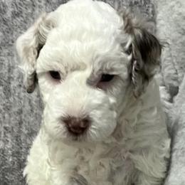 Bernedoodles from Bella‘s Mini Bernadoodles