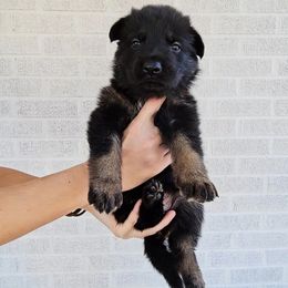 Ingrid Pitt - Bi-color female German Shepherd puppy in Winston Salem, North Carolina from Samtastic Shepherds