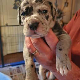 Great Dane Puppies from Pigeon Mtn. House of Danes