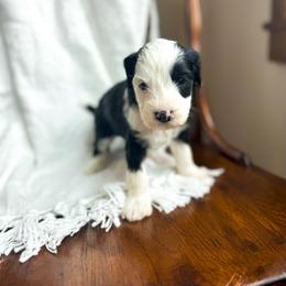 4Ever - female Australian Mountain Doodle puppy in Iowa from Burkhart Family Puppies