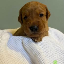 Papaya - Dark golden female Golden Retriever puppy in Maysville, North Carolina from Gold Rush Retrievers