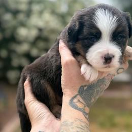 Tide - Black tri male Miniature American Shepherd puppy in Phoenix, Arizona from Outlaw Minis