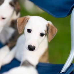 Whippet Puppies from Aperture Whippets