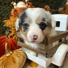 Sprinkles Natural Tail - Blue merle and white female American Corgi puppy in Paxton, Illinois from McGovern Family Corgis