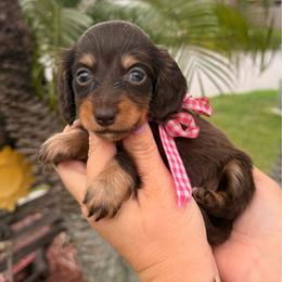 Girl 2 - Chocolate and tan female Dachshund puppy in Winter Haven, Florida from Davidson's Dachshunds