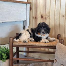 F1B Meet Nico :) - Black and white male Cavapoo puppy in Centerville, Iowa from Barnyard Dachshunds, Dals & Doodles