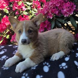 Male - Blue male Pembroke Welsh Corgi puppy in Unicoi, Tennessee from East Tennessee Clark Corgis