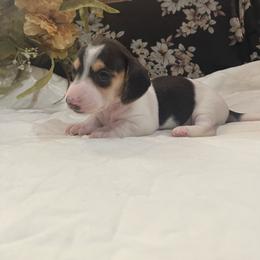 Black and Cream Girl - Black and cream female Dachshund puppy in California from Wild Weenies - Dachshund Ranch