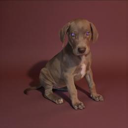 Aria - Chocolate female Great Dane puppy in Walker, Louisiana from La Rebel Danes