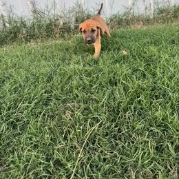 Girl 3 - Red female Bloodhound puppy in Tahlequah, Oklahoma from HNH Hounds