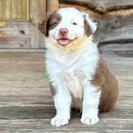 Baylor - Red tri-color male Australian Shepherd puppy in Statesville, North Carolina from Charming Australian Shepherds