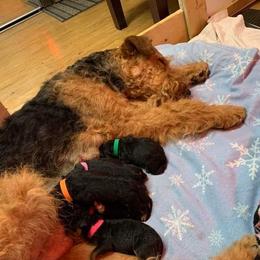 Airedale Terrier Puppies from Mystic’s Airedale Acres