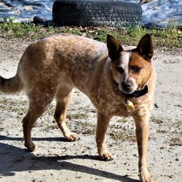 Australian Cattle Dogs from Double T Farm