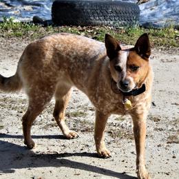 Australian Cattle Dogs from Double T Farm
