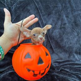 Mocha - Chocolate and tan male Chihuahua puppy in Conway, Arkansas from Kings chichis