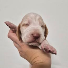 Eleanor - White and orange female Bracco Italiano puppy in Silver Summit, Utah from Snow Peak Kennel