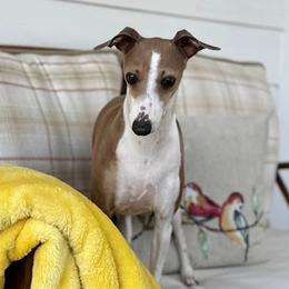 Boujee - Italian Greyhound