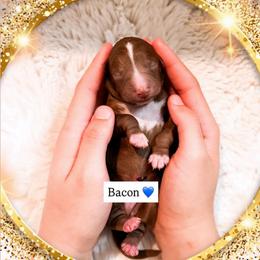Bacon - Red  male Goldendoodle puppy in Kissimmee, Florida from Poodle Doodle Kennels