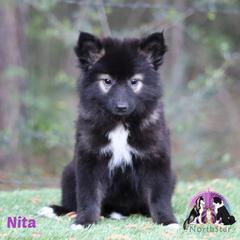 Nita - female Nenets Herding Laika puppy in Manns Choice, Pennsylvania from Mystic Winds