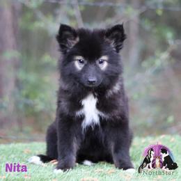 Nita - female Nenets Herding Laika puppy in Manns Choice, Pennsylvania from Mystic Winds